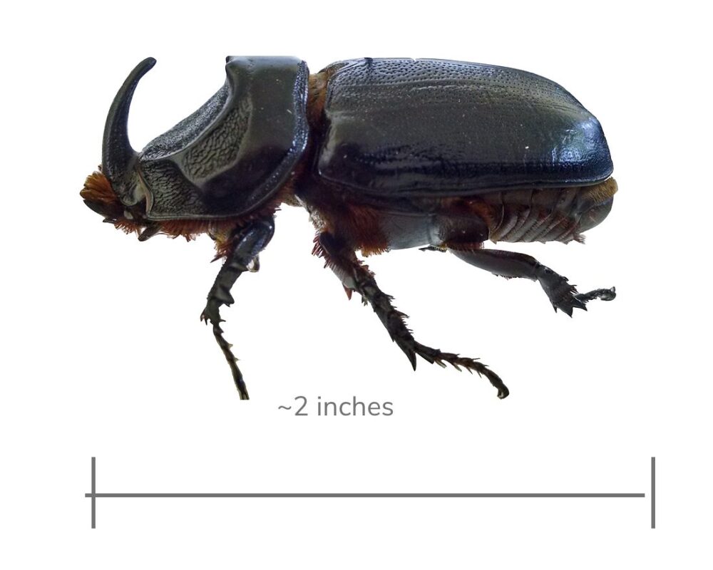 Adult Coconut Rhinoceros Beetle shown in profile — jet black, approximately 2 inches long, with a prominent curved horn on the head and spiky legs. A ruler below the beetle indicates its ~2 inch size.