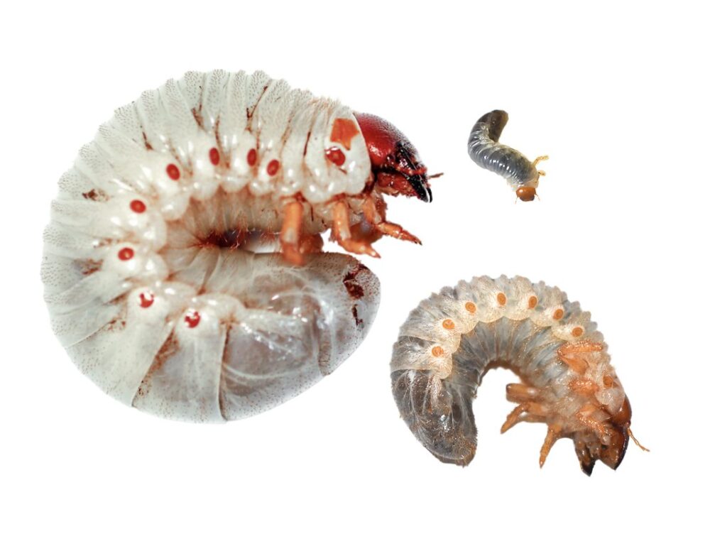 Three CRB larvae at different growth stages shown against a white background. The largest is a fully grown C-shaped grub with a reddish-brown head and cream-white body with red spots along the sides, about 3-4 inches across. Two smaller larvae show earlier growth stages.